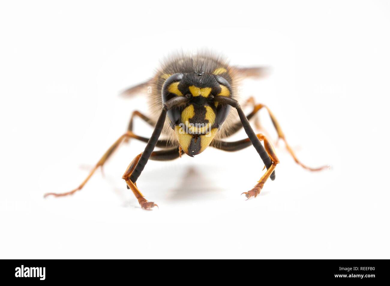 A common wasp, Vespula vulgaris, preening its antennae, photographed in a studio on a white background. Dorset England UK GB Stock Photo