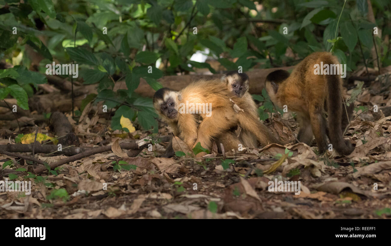 Robust capuchin monkeys in Goiânia,  Goiás Stock Photo