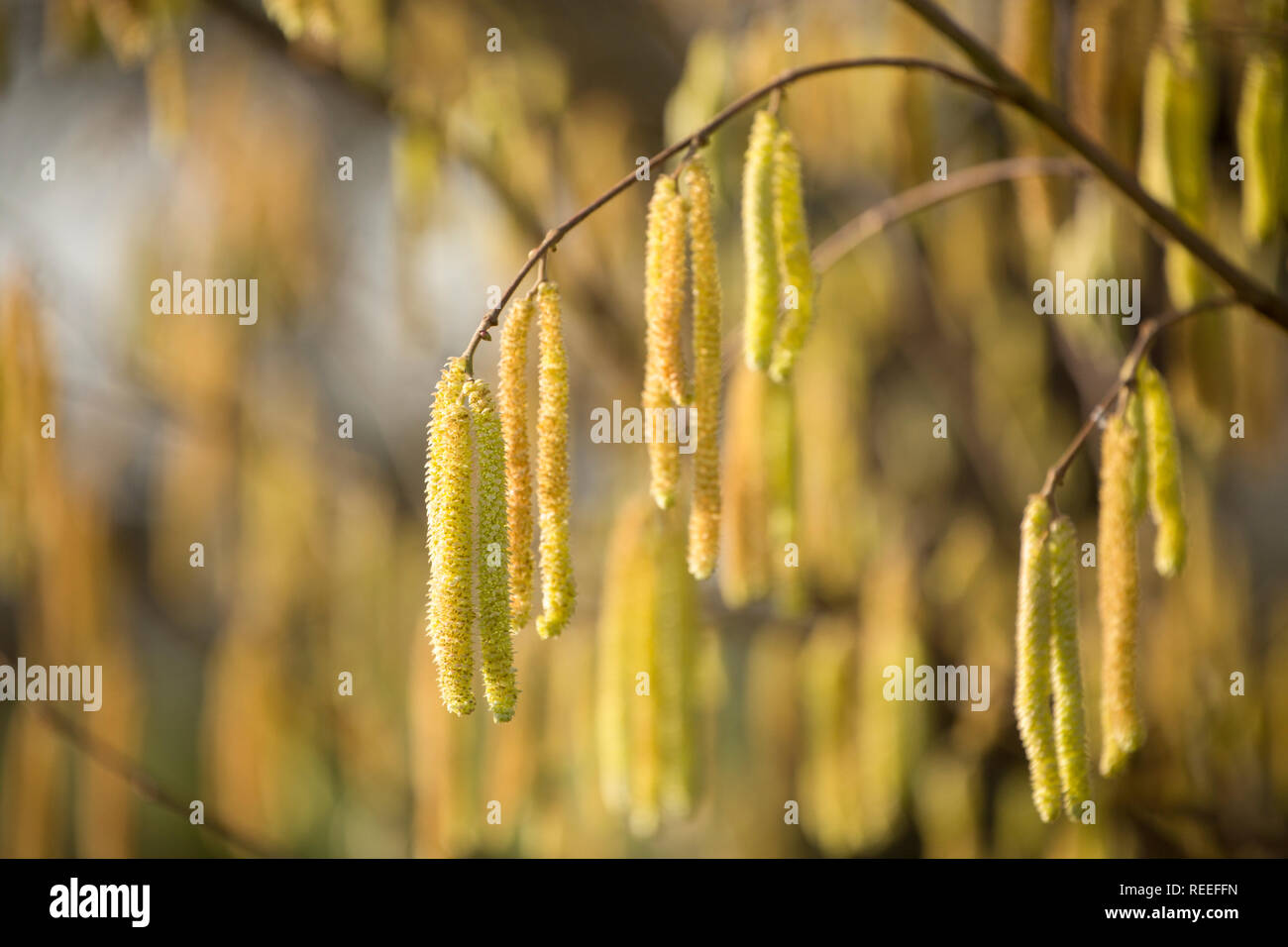 A Hazel tree and its catkins, Corylus avellana, in January growing in an area close to housing that has been planted with hazel and other trees. North Stock Photo