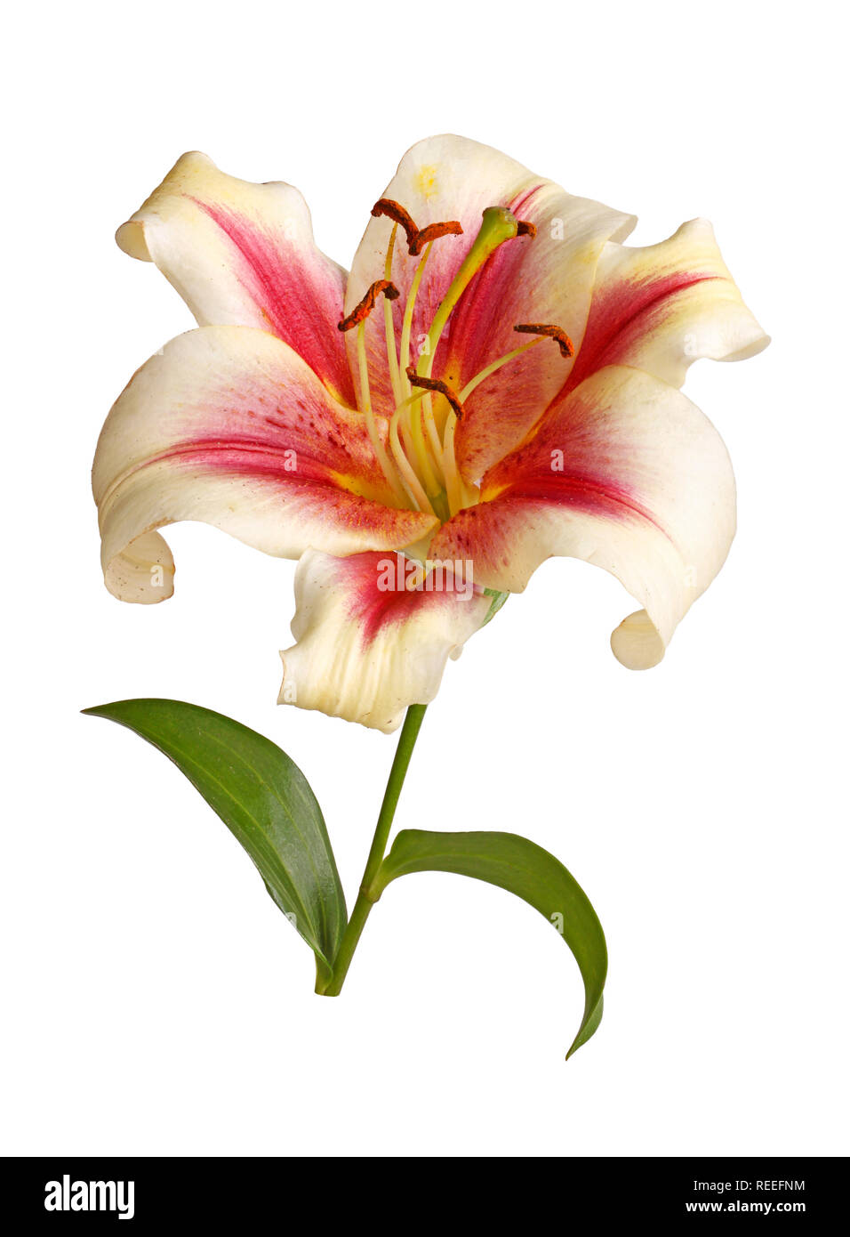 Stem with a single bright red and white flower of an Orienpet lily hybrid isolated against a white background Stock Photo