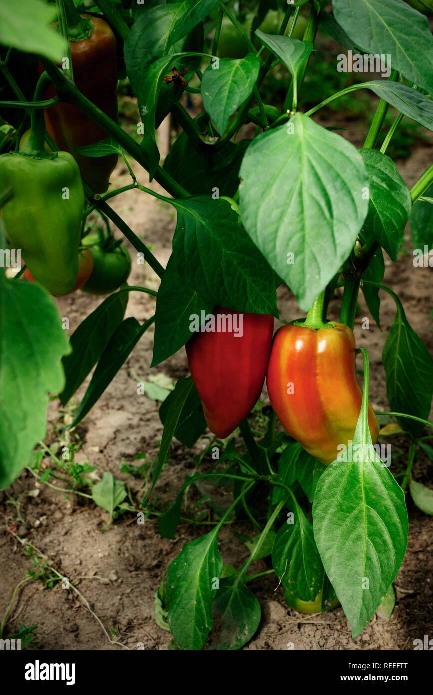 growing red paprika in a greenhouse, Capsicum annum Stock Photo Alamy