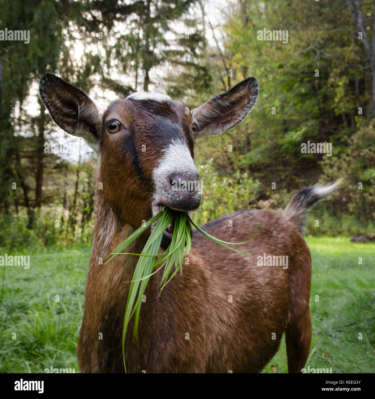 A goat eating grass, looking at the camera Stock Photo