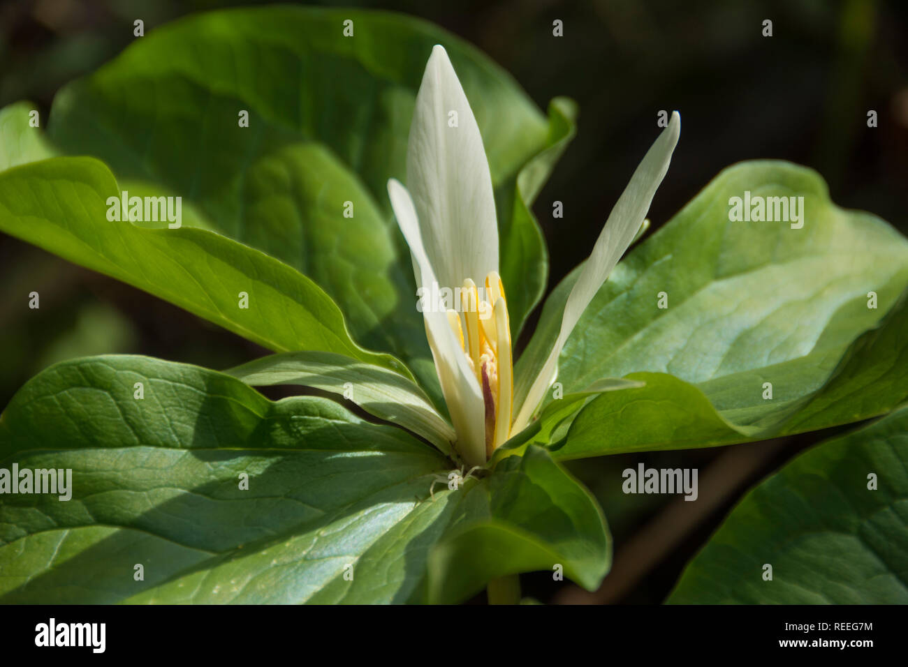 Trillium or Giant White Wakerobin (Trillium albidum); Mount Pisgah Arboretum, Willamette Valley, Oregon. Stock Photo