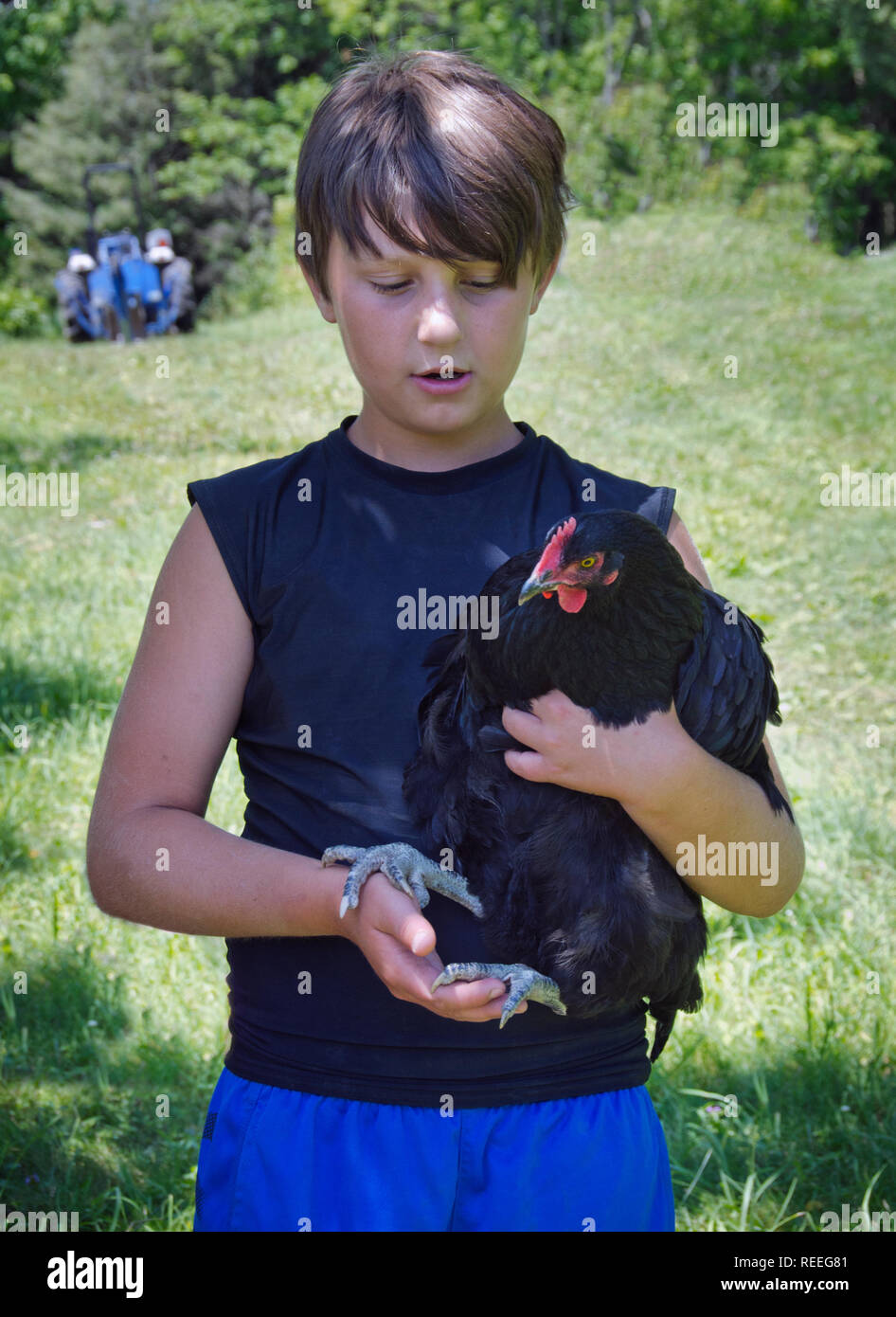 A young boy holds his pet rooster chicken Stock Photo