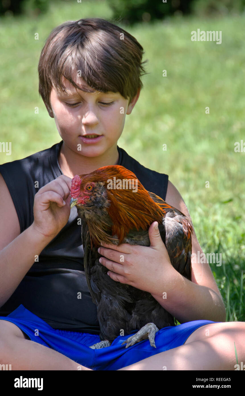 A young boy holds his pet rooster chicken Stock Photo Alamy