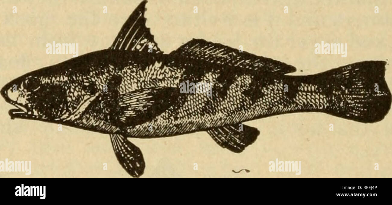 Killies hires stock photography and images Alamy