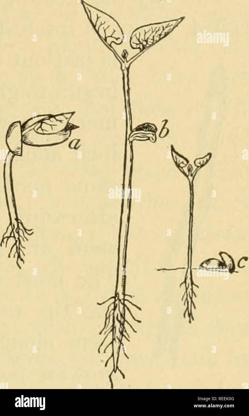 Complete farmer's guide. Agriculture; Farm life. [from old catalog]. PLANT  GROWTH 21 of the little radicle begins growing downward, the other end of  the germ, which is called the plumule (plu'mul)