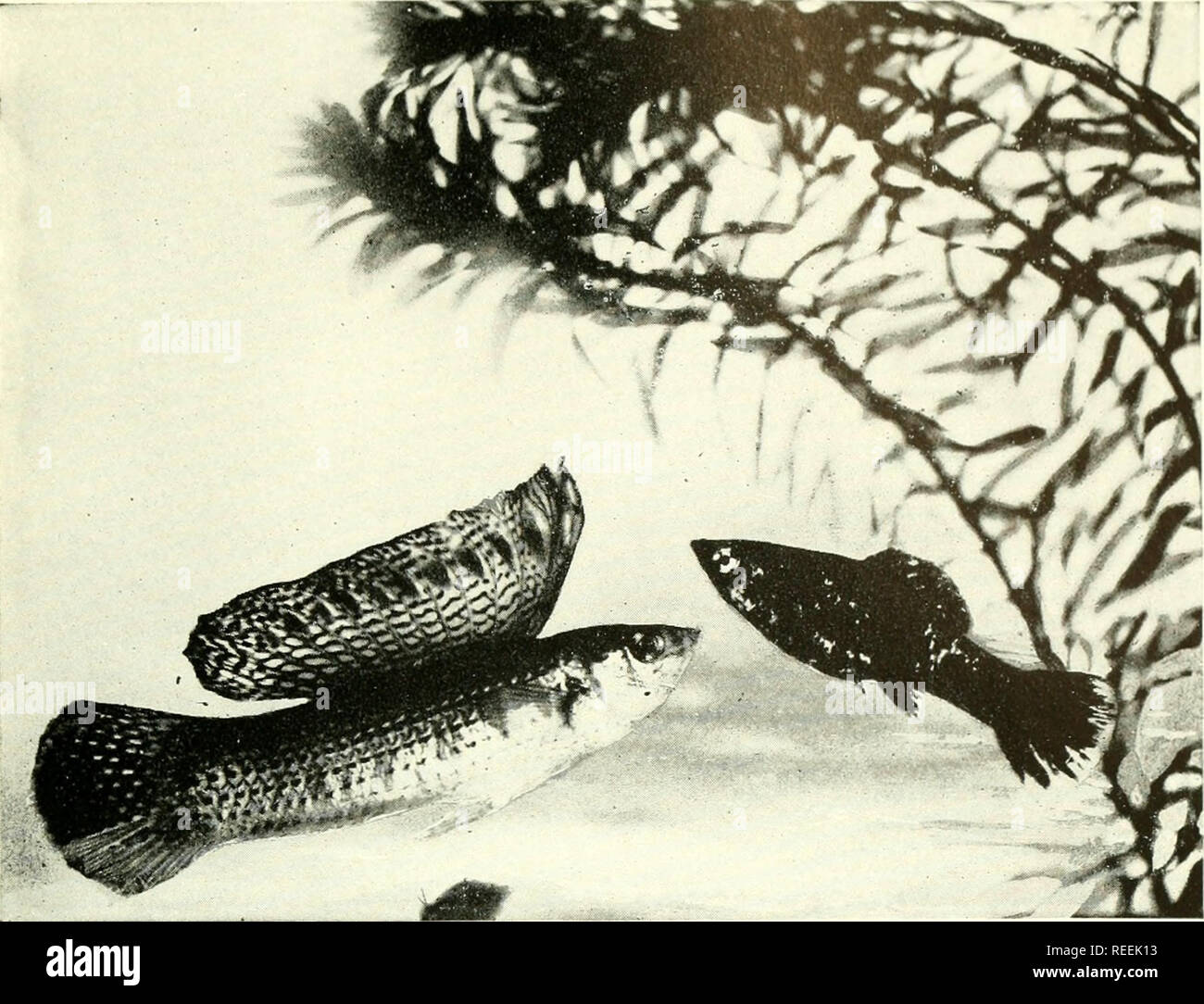 . The complete aquarium book; the care and breeding of goldfish and tropical fishes. Aquariums; Goldfish. Fig. 232. Mollienisia latipinna This is one of the most attractive of the fishes from Southeastern United States and Mexico. After many efforts we were fortunate enough to photograph the male in his- courting regalia. The dorsal fin ordinarily is- not so highly raised but appears as in Fig 234. The female is of the same species but nearly black in color, a natural freak which occurs once in several million specimens. Breeders have mated black specimens together until now a fairly pure stra Stock Photo
