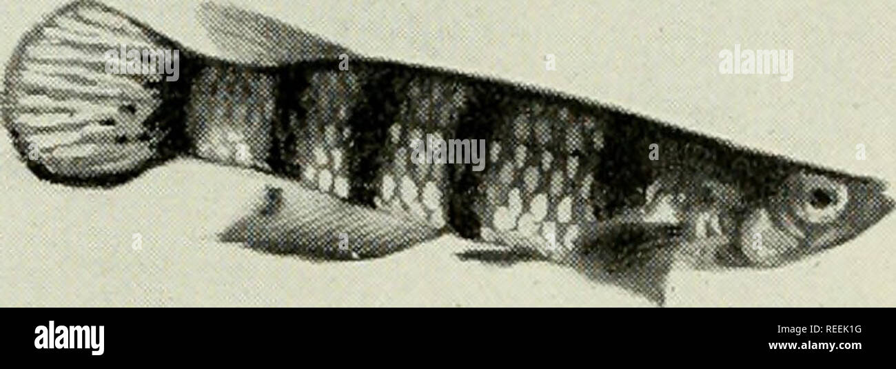 . The complete aquarium book; the care and breeding of goldfish and tropical fishes. Aquariums; Goldfish. Fig. 226. Epiplatys chaperi (Slightly Reduced) One of the best-known and easily bred of the tropical fishes. Not as large as some of the other Haplochilus division, it is also less likely to be cannibalistic, while in beauty it takes a high place. See page 242 (No. 18). F &quot;^^ „i5J(WB«*g»»isv:--. Fig. 227. Pachypanchax playfairii Besides the attractive coloration of this fish (lines of deep red dots on shades ol yellow) there is an interesting characteristic to the scales, which stand  Stock Photo