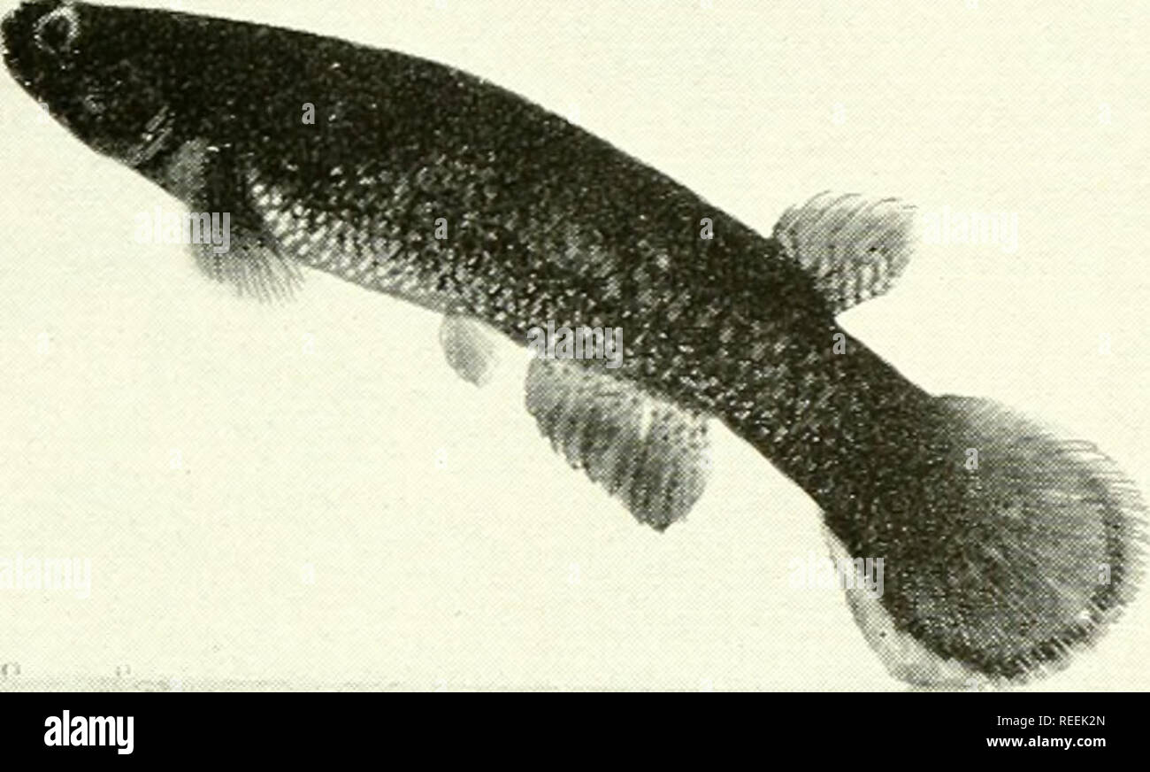 . The complete aquarium book; the care and breeding of goldfish and tropical fishes. Aquariums; Goldfish. Fig. 219. Rivulus ocellatus (Male) [.Two-thirds size] This is the best known and one of the most attractive of the genus habits, page 242 (No. IS). Breeding. Fig. 220. Rivulus tenuis (Male) [Life size] Rivulus of different species have much the same habits. They are rather inactive, but capable of leaping vigorously. Should not be kept with smaller fishes, hrom Central and South America. Breeding habits, page 242 (Xo. 18).. Please note that these images are extracted from scanned page imag Stock Photo