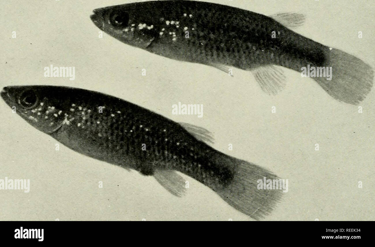 . The complete aquarium book; the care and breeding of goldfish and tropical fishes. Aquariums; Goldfish. â â â¢ â : Fig. 217. Aphyosemion bivhtatum (Slightly Reduced) One of the most graceful of the Killifishes, known as &quot;top minnows.&quot; The general color of this variety is reddish brown, flaked and dotted on body and fins with carmine. As with many other fishes, the male has the higher coloring, and longer, more pointed fins. Breeding habits, page 242 (No. IS).. Fig. 218. Fundulus chrysotus Although this is one of our own most attractive tropicals from Southern United States, we not  Stock Photo
