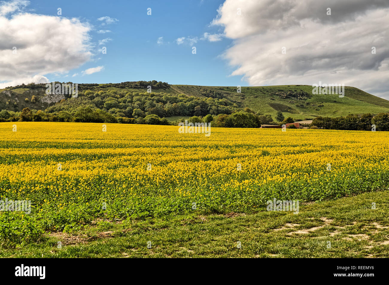 A field of mustard seed crop in East Sussex. Stock Photo