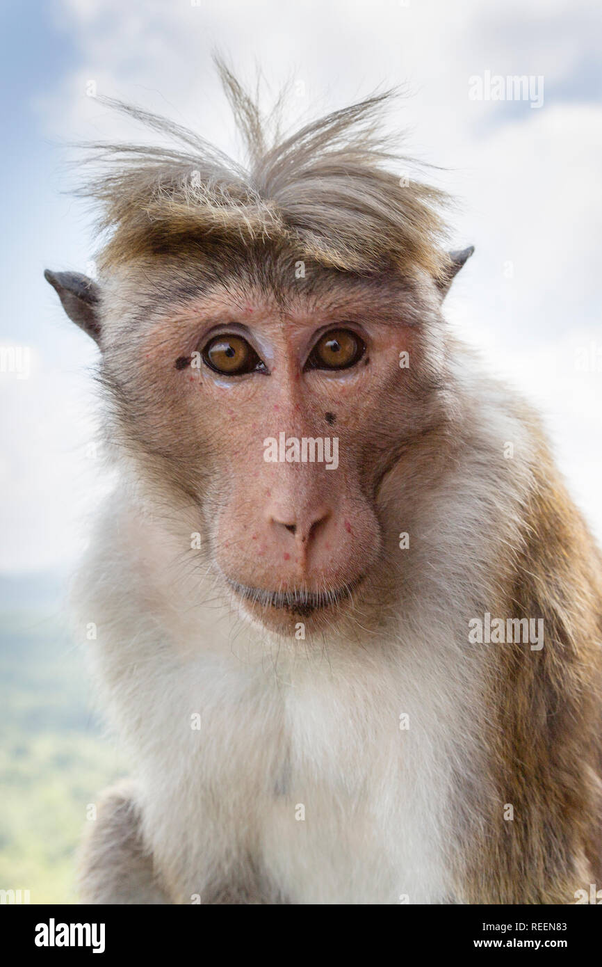 обезьянку ударило током. обезьяна токи. обезьяна на линии электропередач. яша лазаревский обезьяна. обезьяна токи.