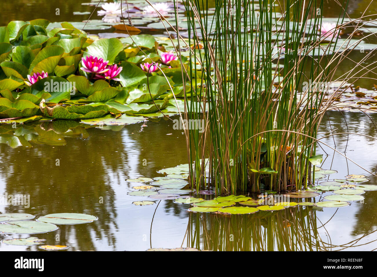 Garden pond with water plants Stock Photo