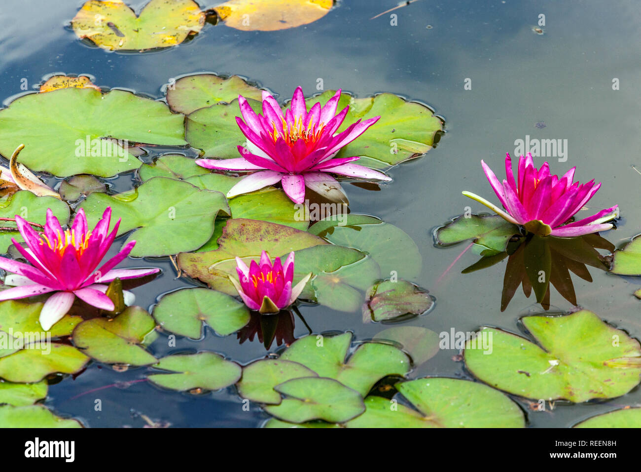 Red waterlilies in garden pond, water lily flower Stock Photo