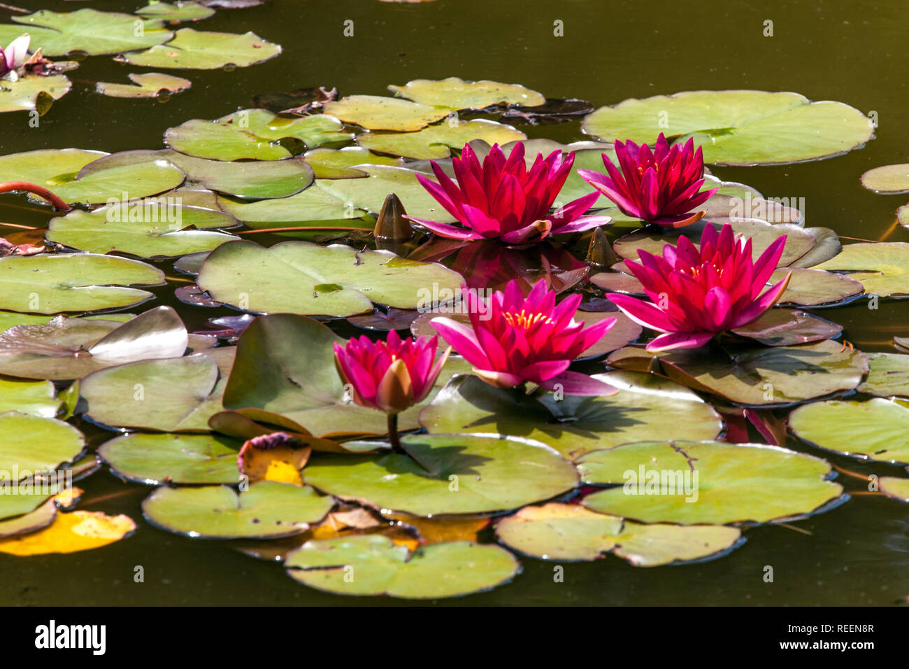 Red waterlilies in garden pond, flower garden scene Stock Photo