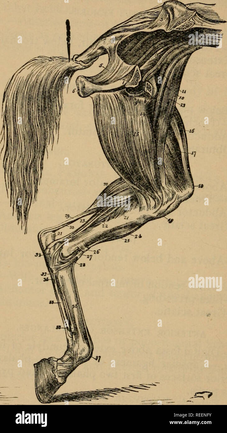A Compend Of Equine Anatomy And Physiology Horses Horses Anatomy 78 Equine Anatomy Fig 9 Muscles On Inner Aspect Ok Left Posterior Limb I Crest Of The Ilium 2 Section