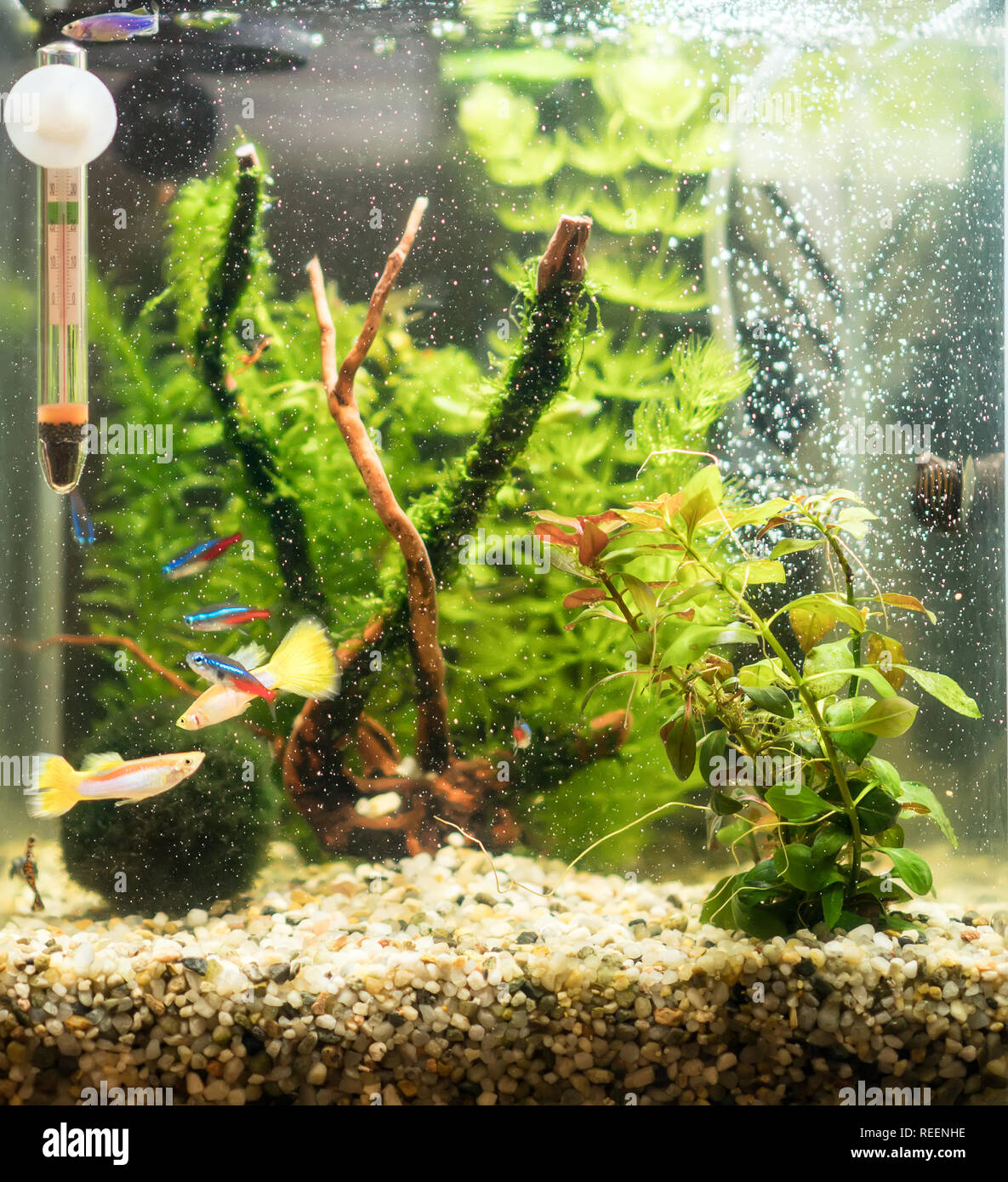 Small nano cube aquarium with fishes and plants. Stock Photo