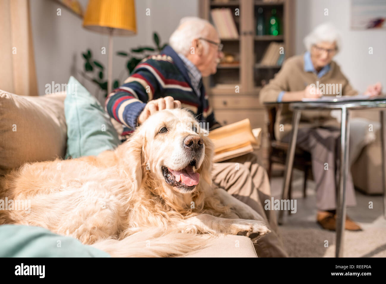 Portrait of adorable golden retriever dog sitting on couch with senior