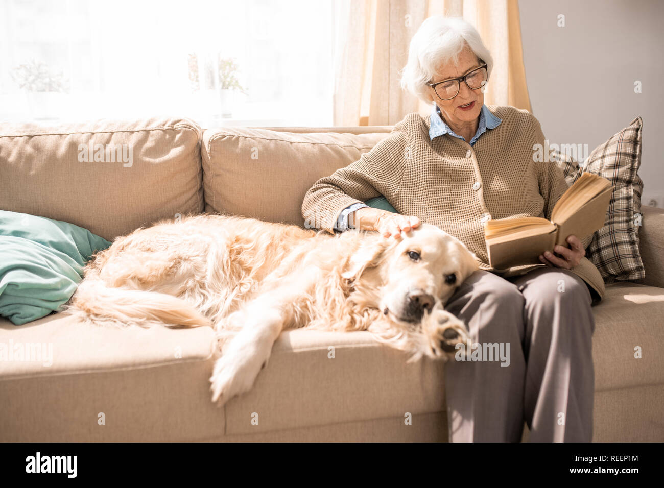 Portrait of adorable golden retriever dog sitting on couch with senior