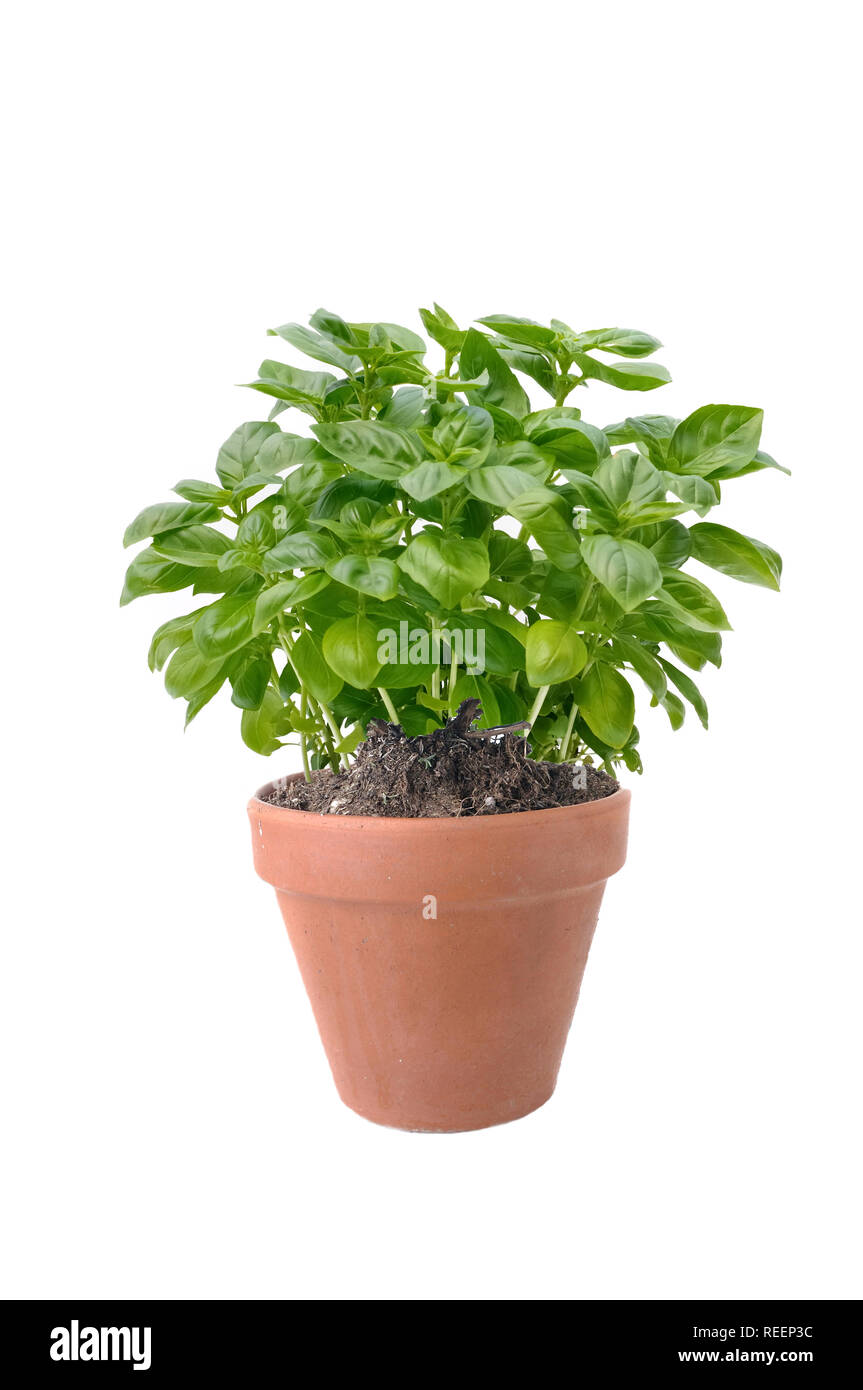 basil plant in terra cotta pot isolated on white background Stock Photo ...