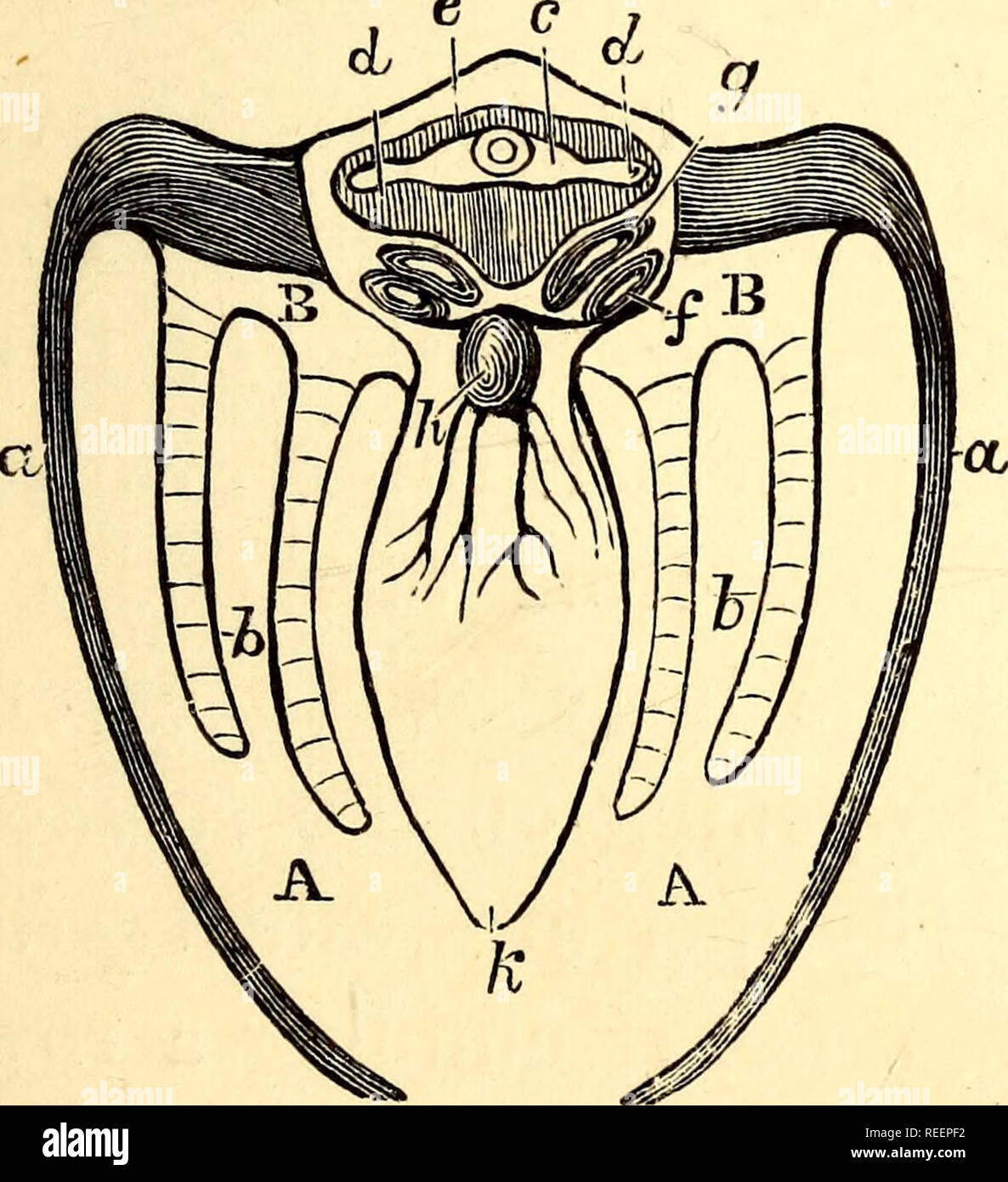 Earth worm anatomy hi-res stock photography and images - Alamy