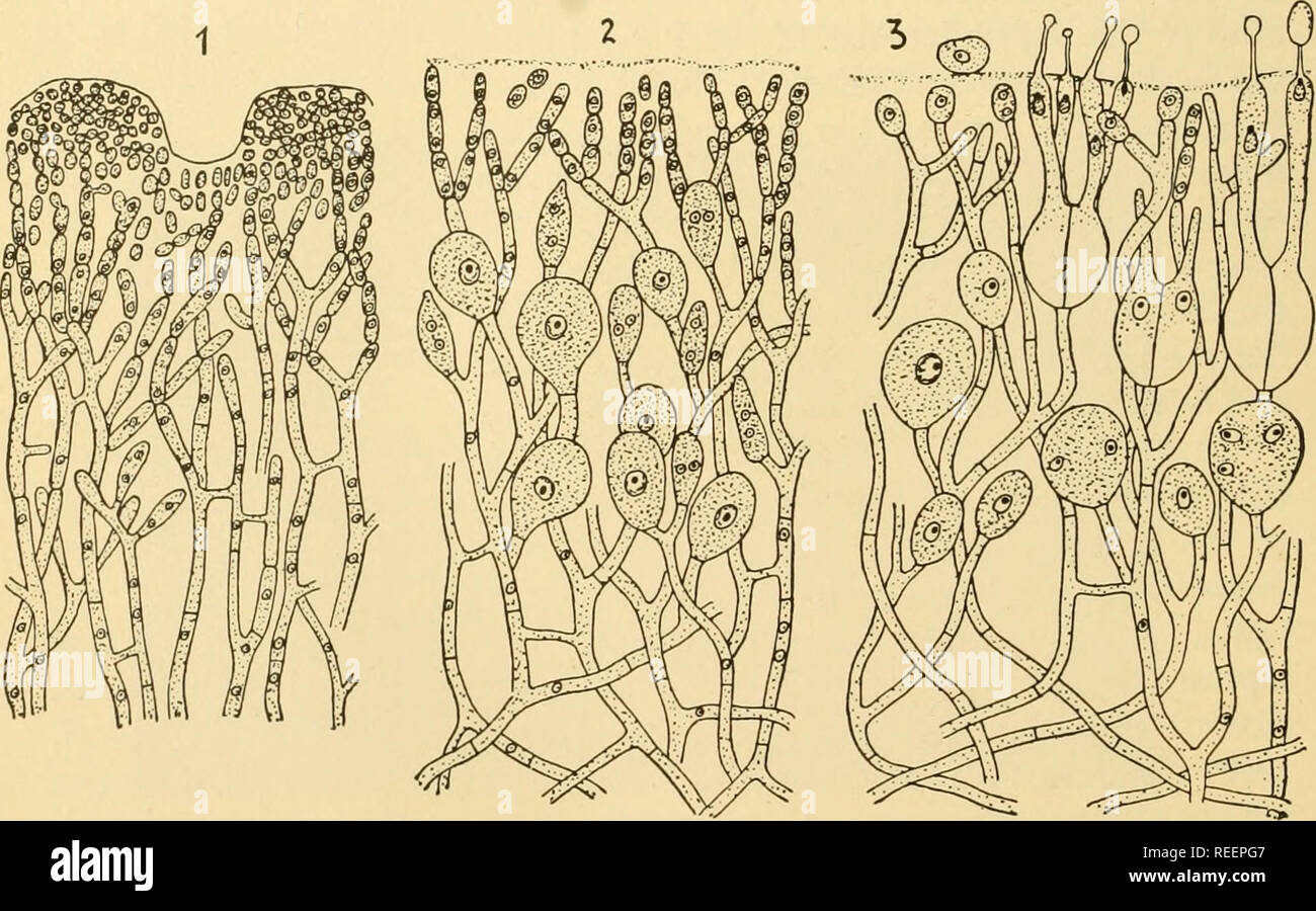 . Comparative morphology of Fungi. Fungi. d$*s* Fig. 344.—Exidia repanda. 1. a, tip of mature sterigma with reniform basidiospore; b, germination of basidiospore with falcate conidia. 2. Exidia saccharina, var. foliacea. (Ulocolla foliacea). b, germinating basidiospore; c, germinating conidia. Tremella lutes- cens. 3. Mature basidium. 4. Germinating basidiospores, one surrounded by sprout cells. 5. Sprout mycelium. 6. Sprout cells developing hyphae. 7. Conidiophores. Ditangium Cerasi (Orbilia rubella). 8. Conidiophore. (la, 3 X 450; 16, 5, 6 X 500; 1 c, 7 X 420; 2 X 320; 4 X 400; 8 X 300; afte Stock Photo