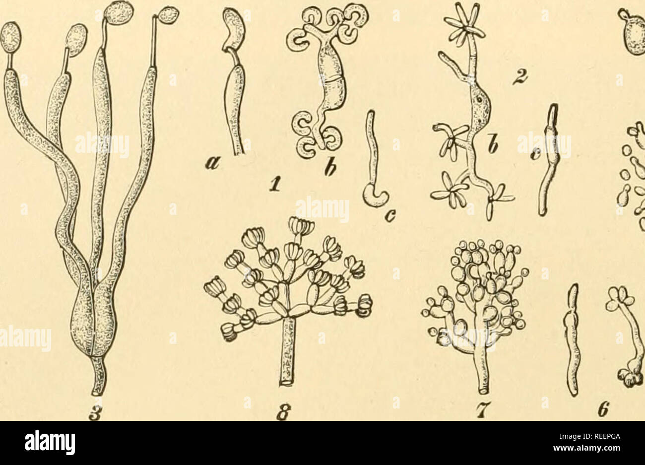 . Comparative morphology of Fungi. Fungi. 524 COMPARATIVE MORPHOLOGY OF FUNGI The germination of basidiospores has only been reported in the last three genera. A basidiospore of Exidia repanda divides into two daughter. d$*s* Fig. 344.—Exidia repanda. 1. a, tip of mature sterigma with reniform basidiospore; b, germination of basidiospore with falcate conidia. 2. Exidia saccharina, var. foliacea. (Ulocolla foliacea). b, germinating basidiospore; c, germinating conidia. Tremella lutes- cens. 3. Mature basidium. 4. Germinating basidiospores, one surrounded by sprout cells. 5. Sprout mycelium. 6.  Stock Photo