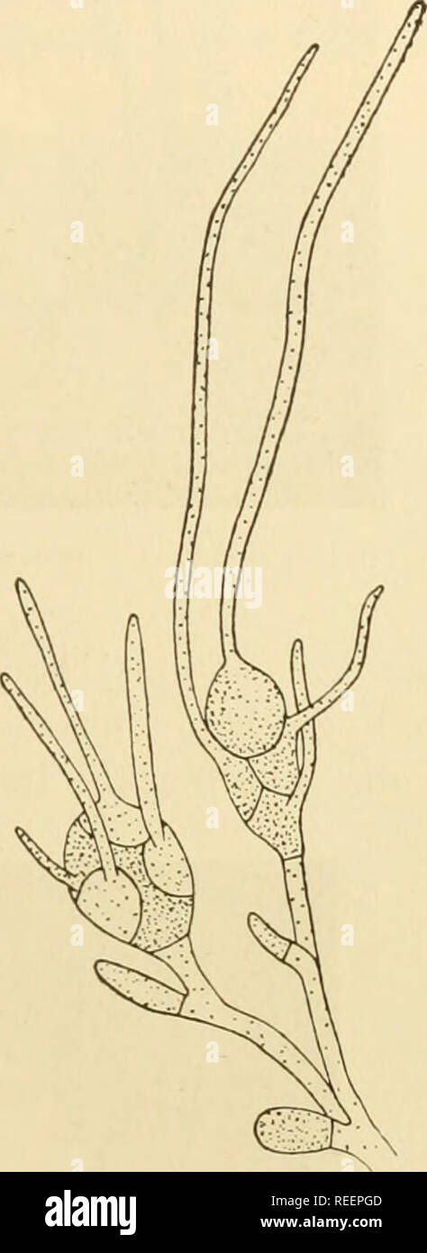 . Comparative morphology of Fungi. Fungi. TREMELLALES 523 The systematic differentiation of these forms is very difficult because marked morphological characters are lacking and because the form of the fructifications, depending upon their environment, may alter beyond recognition. The conidia are, therefore, often used to distinguish the genera. The simpler genera, as Eichleriella, Exidia (Ulocolla), Ditangium (Craterocolla) and Tremella, are directly connected with Sebacina in the structure of the fructifications. Eichleriella is more or less coriaceous and bears the same rela- tion to Sebac Stock Photo