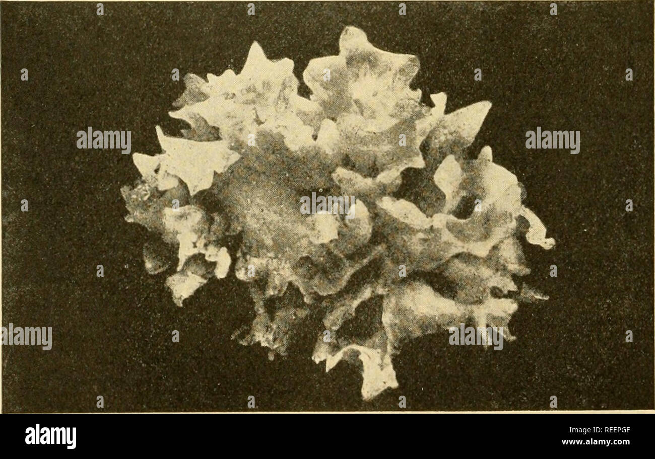 . Comparative morphology of Fungi. Fungi. Fig. 341.— Tremella compacta. Habit and cross section. (Natural size; after Moller, 1895.) more gelatinuous than those of Auricularia. These gelatinous masses are hygroscopic, having the ability to swell greatly in wet weather, while in dry weather the imbibed water readily evaporates, producing great. Fig. 342.— Tremella fuciformis. Habit. (Natural size; after Moller, 1895.) shrinkage and change of form, as well as practical suspension of life processes. With the return of rainy weather, they renew their growth and spore formation. They are very resis Stock Photo