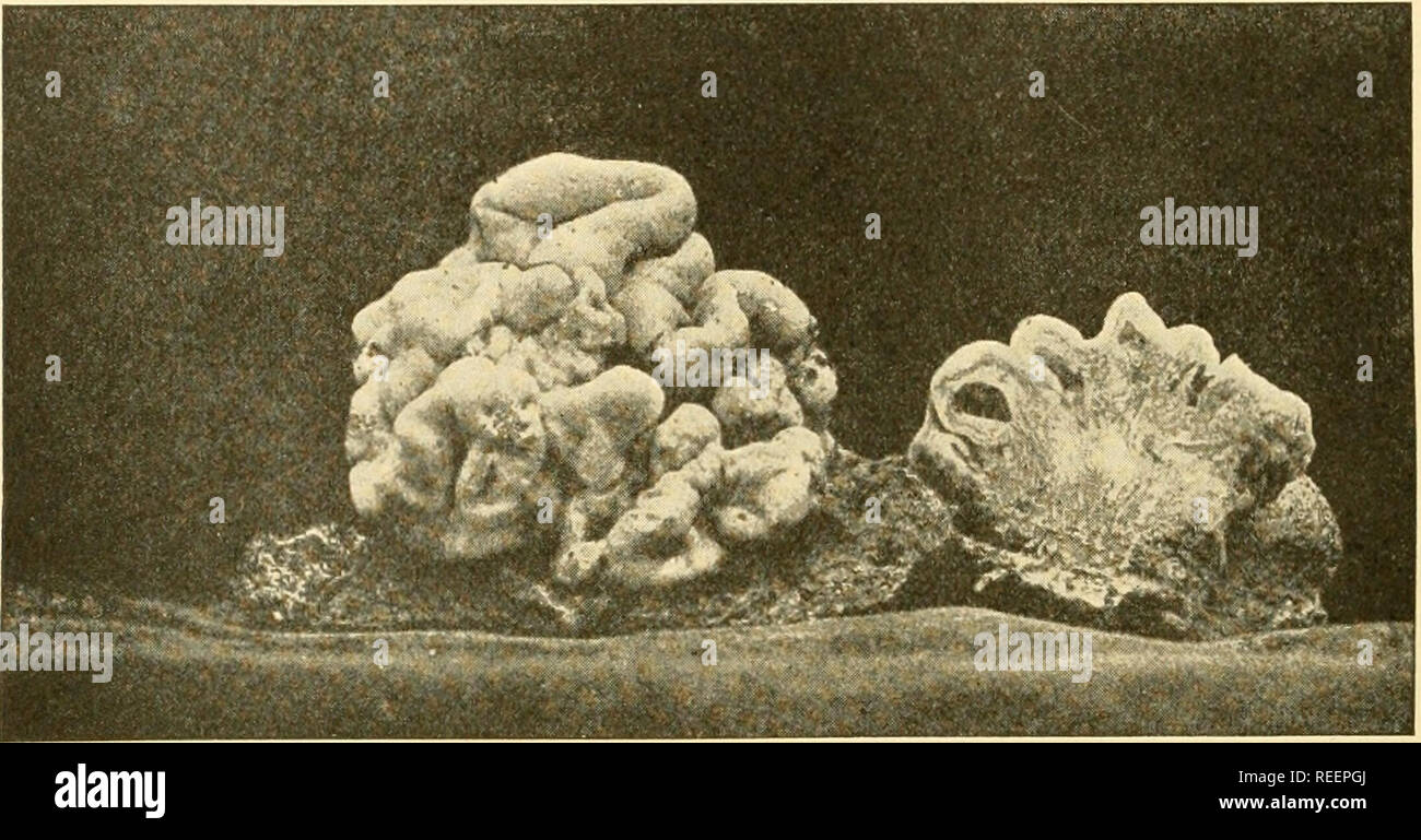 . Comparative morphology of Fungi. Fungi. 522 COMPARATIVE MORPHOLOGY OF FUNGI membranes, with irregular borders, covered between the setae by an even hymenium (Fig. 339, 2). The Tremelleae bear the same relation to the Sebacineae as Stereum to Corticium, or Auricularia to Platygloea, only their fructifications are even. Fig. 341.— Tremella compacta. Habit and cross section. (Natural size; after Moller, 1895.) more gelatinuous than those of Auricularia. These gelatinous masses are hygroscopic, having the ability to swell greatly in wet weather, while in dry weather the imbibed water readily eva Stock Photo