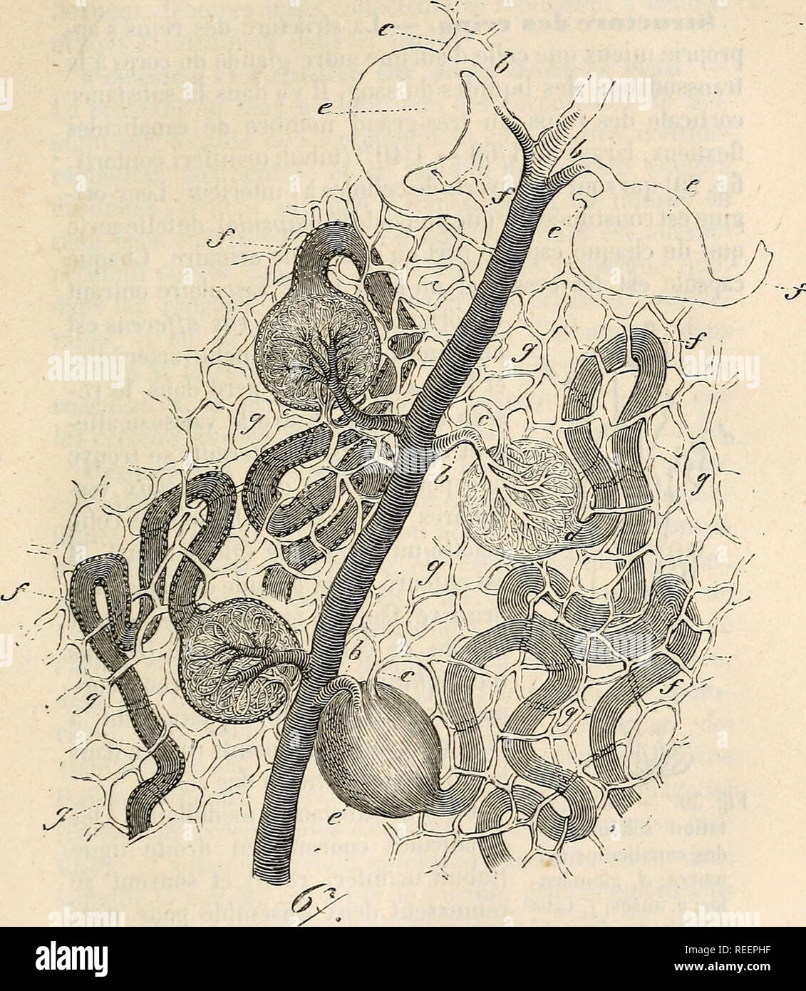 Compendium de physiologie humaine. Physiology; Physiology. QtJATRIEME  SECTION. - NUTRITION. 34? m. faut cone-lure que l'