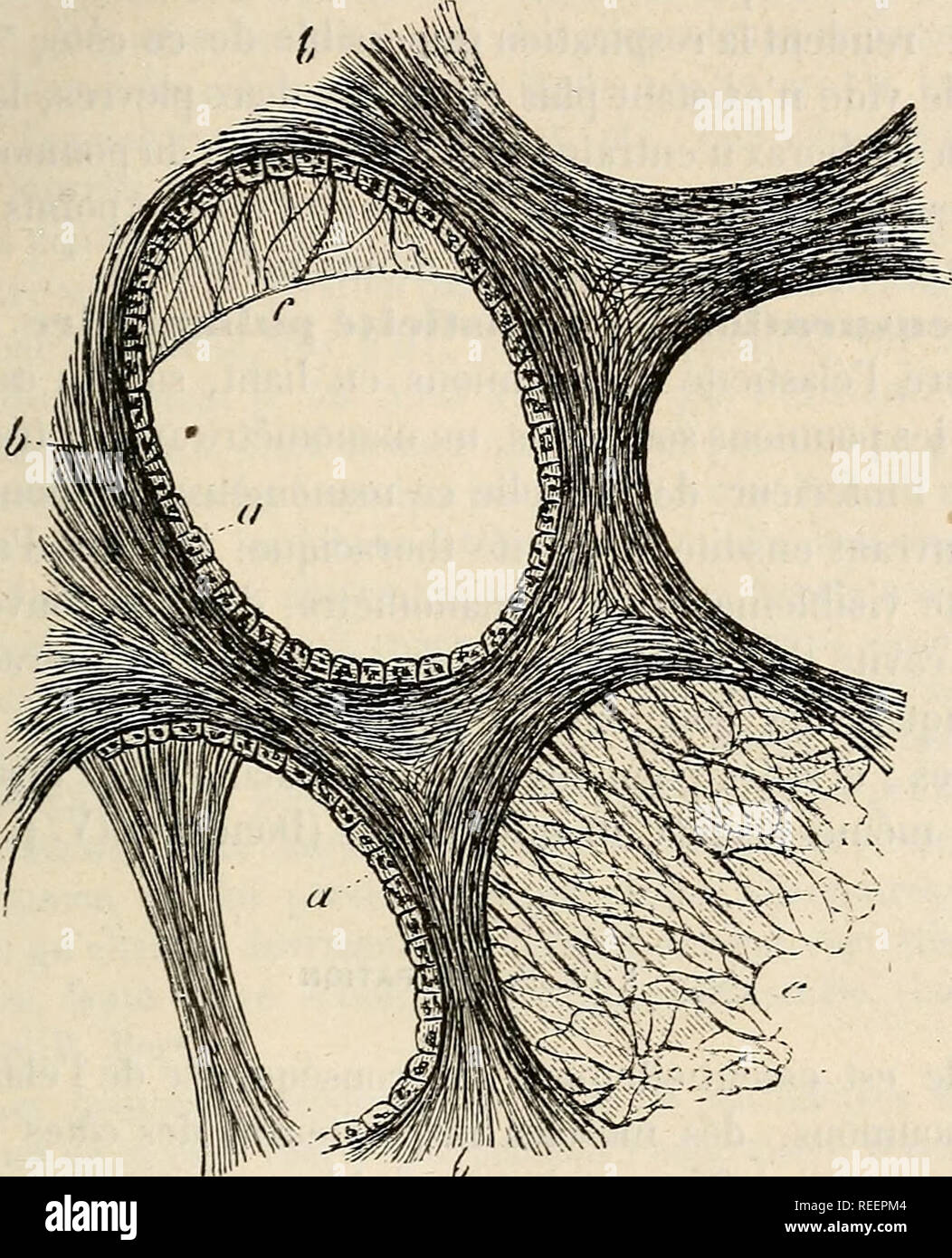 page 3 abdominale high resolution stock photography and images alamy