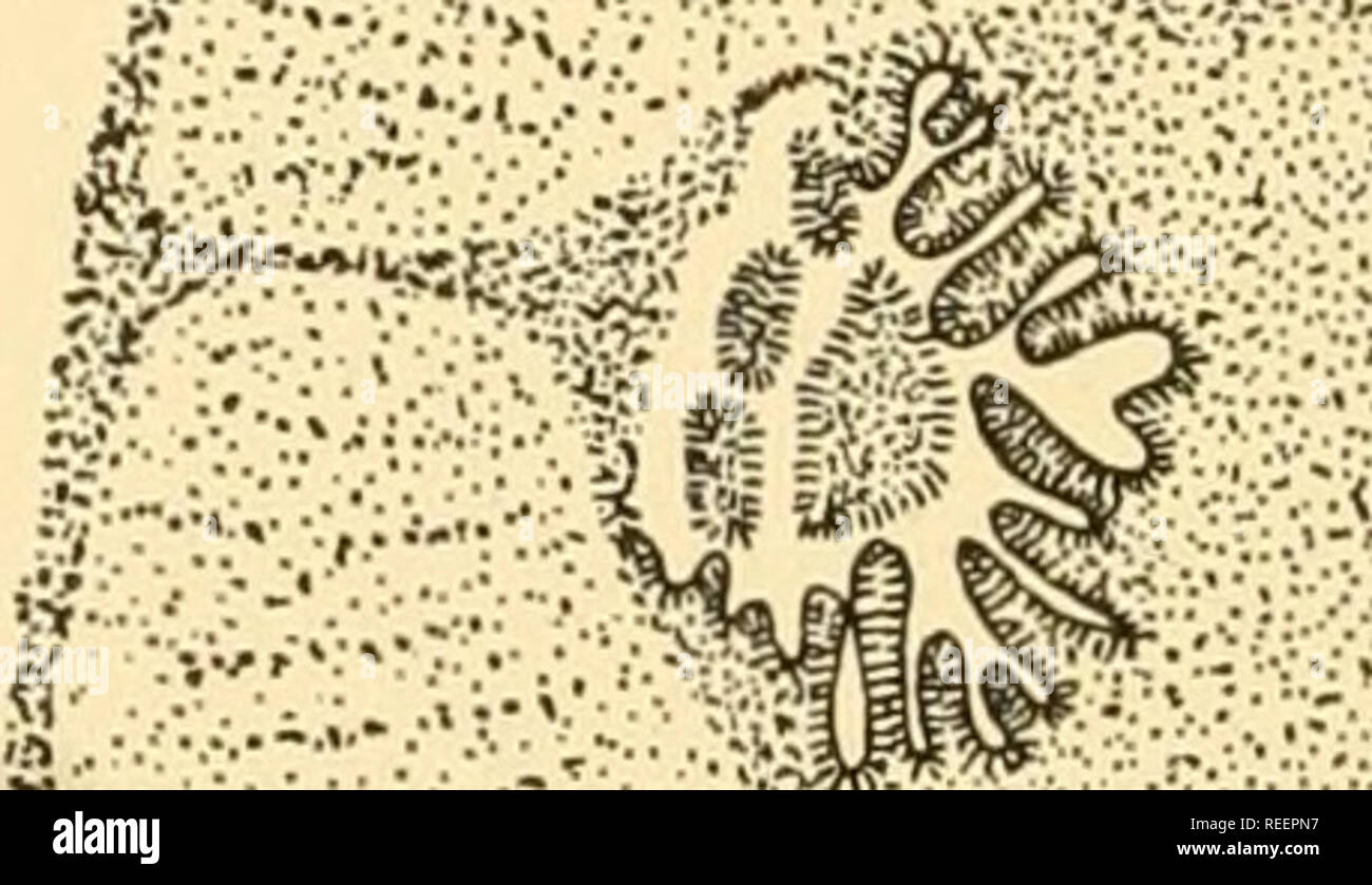 Comparative Morphology Of Fungi Fungi Tp 4 W Fe S Quot A A V A 1 A A A A A A A A A Gt Tii A Lt A A A A A A A A A