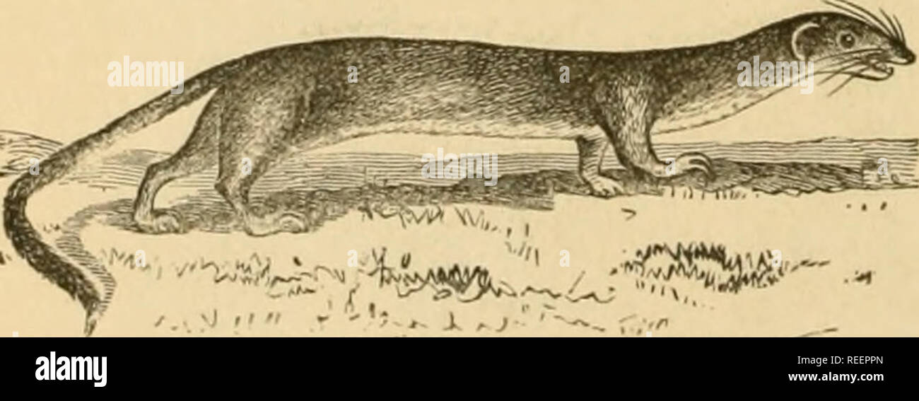 . Comparative zoology, structural and systematic. For use in schools and colleges. Zoology. Fig. 337.—Wolf {Lvpus occidentalis). Uniterl. ^^ri:vY^5^^'J Fig. 338.. -Ermine-weasel {Putorius Novehoracensis). United States.. Please note that these images are extracted from scanned page images that may have been digitally enhanced for readability - coloration and appearance of these illustrations may not perfectly resemble the original work.. Orton, James, 1830-1877. New York, Harper and brothers Stock Photo