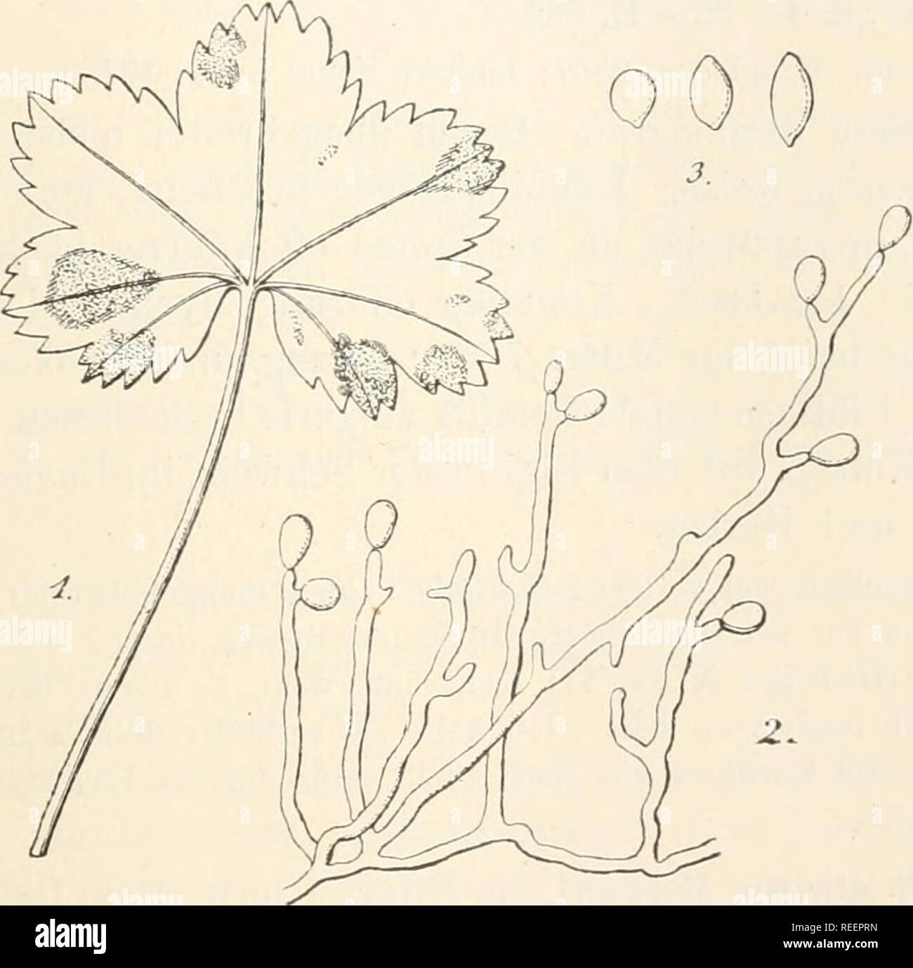 . Dr. L. Rabenhorst's Kryptogamen-Flora von Deutschland, Oesterreich und der Schweiz. Cryptogams -- Germany; Cryptogams -- Austria; Cryptogams -- Switzerland. 243 Exs. Sydow Myc. march. 390, 3591, 4273; Sydow Myc. germ. 46; Krieger Fungi sax. 1400; All. et Sehn. Fungi bav. 193, 588; Spegazz. Decad. 105; D. Sacc. Myc. ital. 187, 987; Kunze Fungi sei. 699; Rabenh. Fungi eur. 874. Blattflecken zuerst klein, rundlich, dann zusammenfliessend und fast das ganze Blatt einnehmend, trocknend, oben gelbbraun, mit purpurrotbraunem Saume, unten dunkelgrau. Käsen unterseitig. Konidienträger dicht büschelig Stock Photo