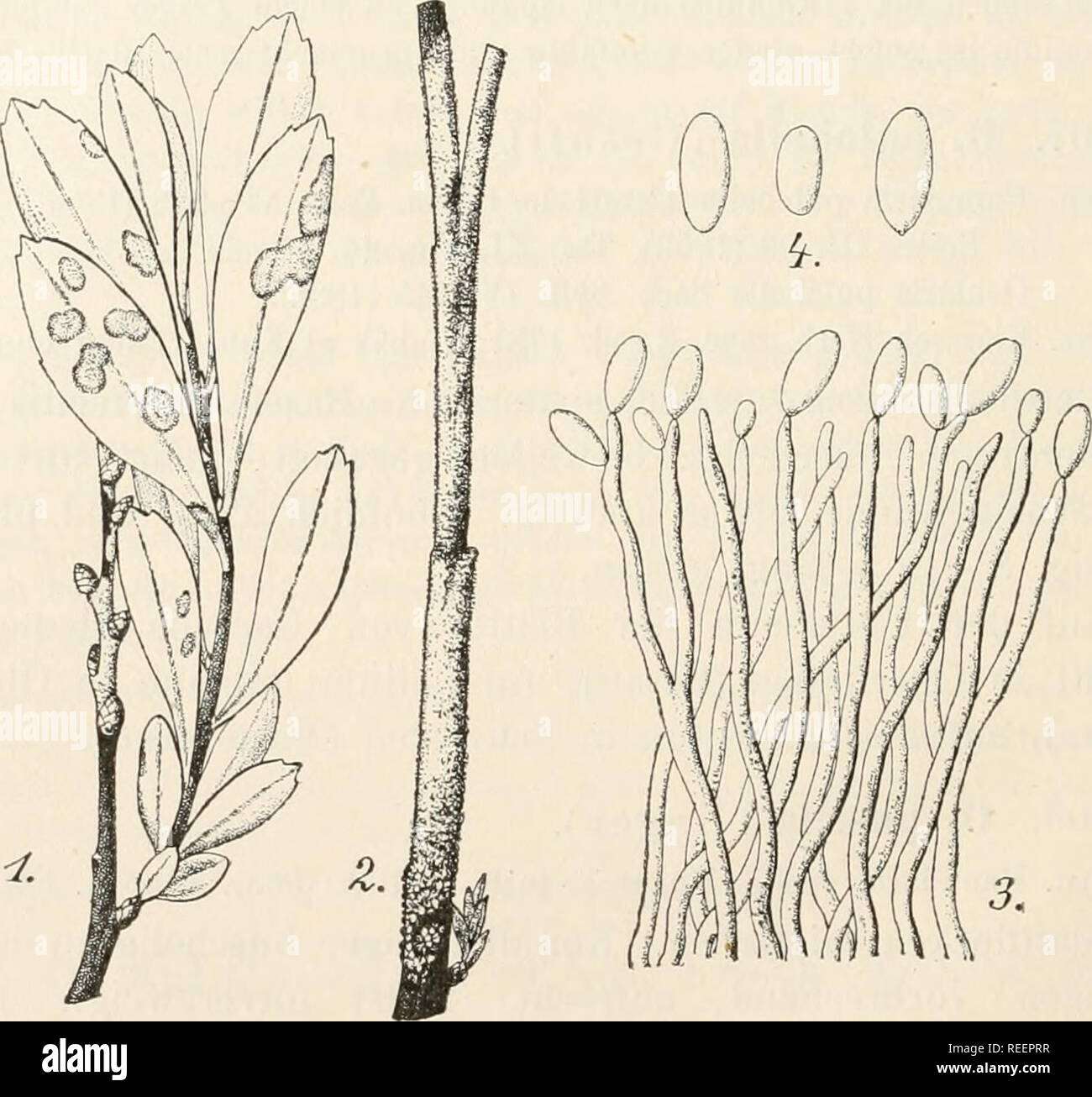 . Dr. L. Rabenhorst's Kryptogamen-Flora von Deutschland, Oesterreich und der Schweiz. Cryptogams -- Germany; Cryptogams -- Austria; Cryptogams -- Switzerland. 236 Syn. Ovularia inyricae Peck rascr. cfr. Vestergren l. c, Sphaeria (?) Sommeri Eichelbaum in Bot. Ceutralbl. XXIX, 378 (1887). Ovularia Sommeri Sacc. in Grevillea XXI, 68 (1893), Taf. 184, Fig. 14; Svll. XI, 599. Exs. Vestergren Microin. rar. sei 245, 546; v. Thümen Herb. myc. oec. 481; V, Thümen Myc. univ. 1175; Eabenh. Fungi eur. 2267; Eoumeguere Fungi gall. 3686. Aeste auf weite Strecken rundum mit einer weissen, oft leicht rötlich Stock Photo
