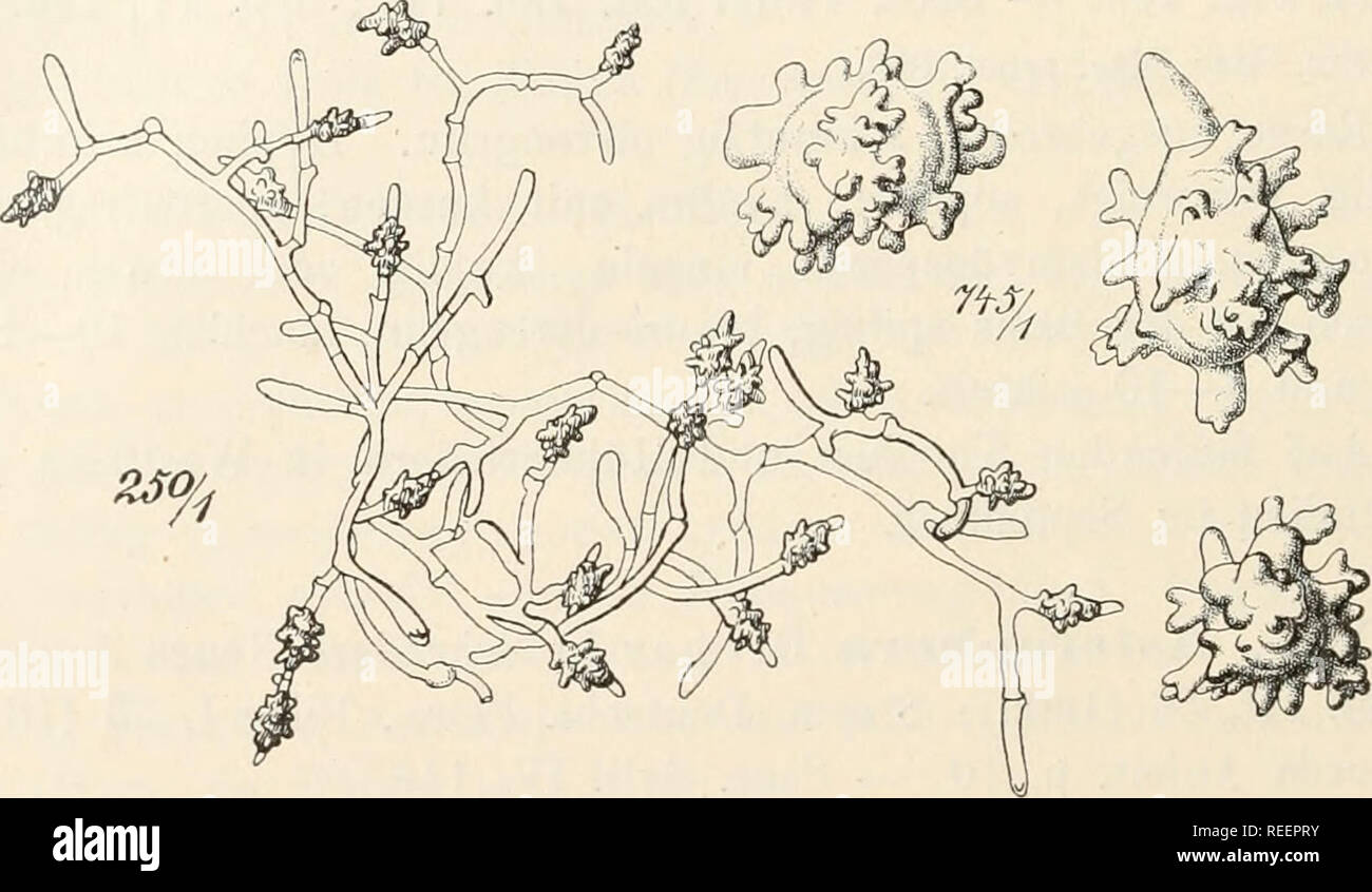 . Dr. L. Rabenhorst's Kryptogamen-Flora von Deutschland, Oesterreich und der Schweiz. Cryptogams -- Germany; Cryptogams -- Austria; Cryptogams -- Switzerland. 224 Svn. Asterophora agaricicola Corda Icon. Fung. IV, 8 (1840), Fig. 24. — Sacc. Syll. IV, 148. — De Wild, et Dur. Prodr. Fl. Belg. I, 315. — Costantin Les Muc. simpl. p. 61, Fig. 24. — Massee Brit. Fung. Fl. III, 326, Fig. 5. Asterotrichum Ditmari Bonord. Handb. allgem. Mykol. p. 82 (1851). Asterophora physaroides Fries Syst. Myc. III, 206 (1829). — Bonord. Handb. allgem. Mykol. p. 134, Fig. 225. Asterophora agaricoides Fries Syrab. Ga Stock Photo