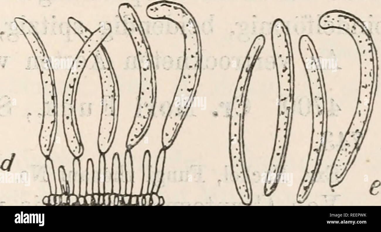 Dr. L. Rabenhorst's Kryptogamen-Flora von Deutschland, Oesterreich und der  Schweiz. Cryptogams -- Germany; Cryptogams -- Austria; Cryptogams --  Switzerland. ===^VüllllU^^^UÜijLlC MIME m- c. •U*-MtHIIi.'**M-&gt;i krümmt,  beiclendig abgerundet, wolkig ...