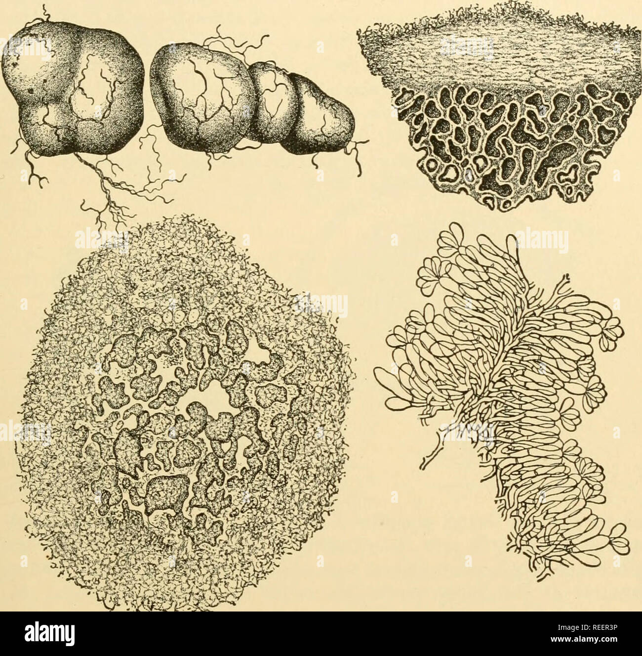 . Comparative morphology of Fungi. Fungi. GASTEROMYCETES 469 cation. Subsequently, the hyphae of the surface of the cavities come together into a hymenial palisade. By growth of the palisade, the tramal plates become increasingly irregular and finally occupy most of the gleba (Fig. 297, B). In some species, as R. luteolus, the trama tend to split, suggesting conditions in Pisolithus in the Sclerodermataceae. In other species there is differentiated, outside the ground tissue, a peridium which may be. m0§m&amp; Habit (natural size). Fig. 297.—Rhizopogon luteolus. A fructification (X 14). C. Par Stock Photo