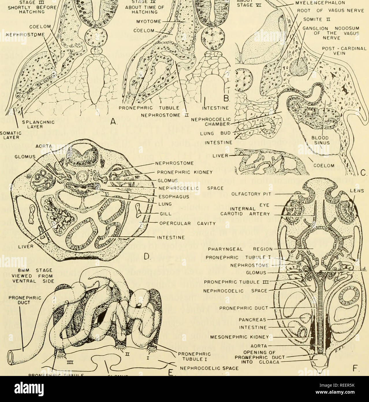. Comparative embryology of the vertebrates; with 2057 drawings and photos. grouped as 380 illus. Vertebrates -- Embryology; Comparative embryology. STAGE m Hi, SHORTLY BEFORE HATCHING ELENCEPHALON ROOT OF VAGUS NERVE SOMITE n GANGLION NODOSUM OF THE VAGUS NERVE. PRONEPHRIC TUBULE Fig. 346. The developing pronephric kidney in the frog, Rana sylvatica (A-C and E, redrawn from Field, 1891, Bull. Mus. Comp. Zool. at Harvard College, vol. 21. E con- siderably modified). (A) Transverse section through developing second pronephric tubule of frog embryo at a time when the neural tube is completely cl Stock Photo