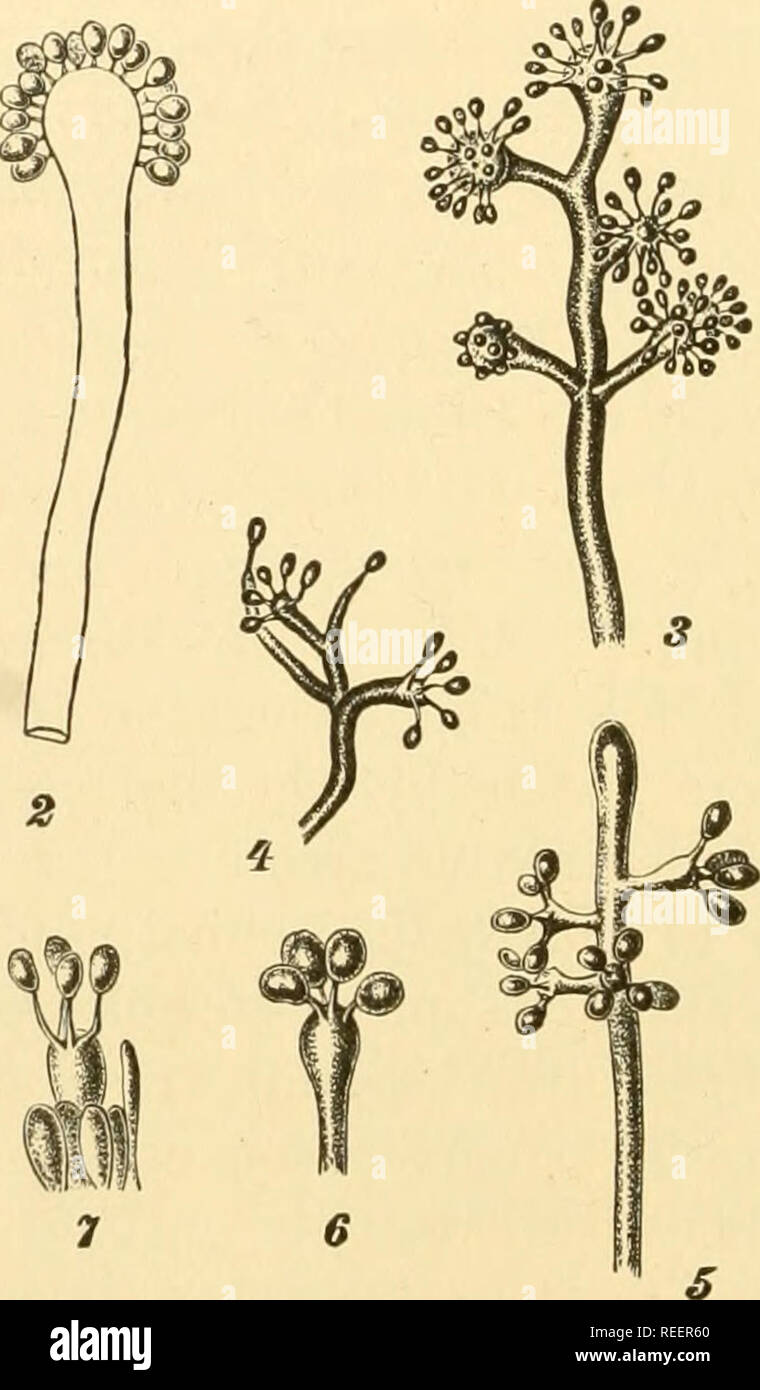 . Comparative morphology of Fungi. Fungi. 446 COMPARATIVE MORPHOLOGY OF FUNGI timber decay, Brefeld (1889) reported that the hyphae first form a felt with groups of basidia which gradually become more numerous and form compact hymenia. Later, portions of the hymenophore grow rapidly, separating the hymenium into circular discrete areas. The growing edges remain sterile, although the hymenium continues to form on the walls of the developing tubes. On the other hand, Burt (1917) states that he has never found basidia in Porta until the pores are fully formed. The difference in many cases is depe Stock Photo