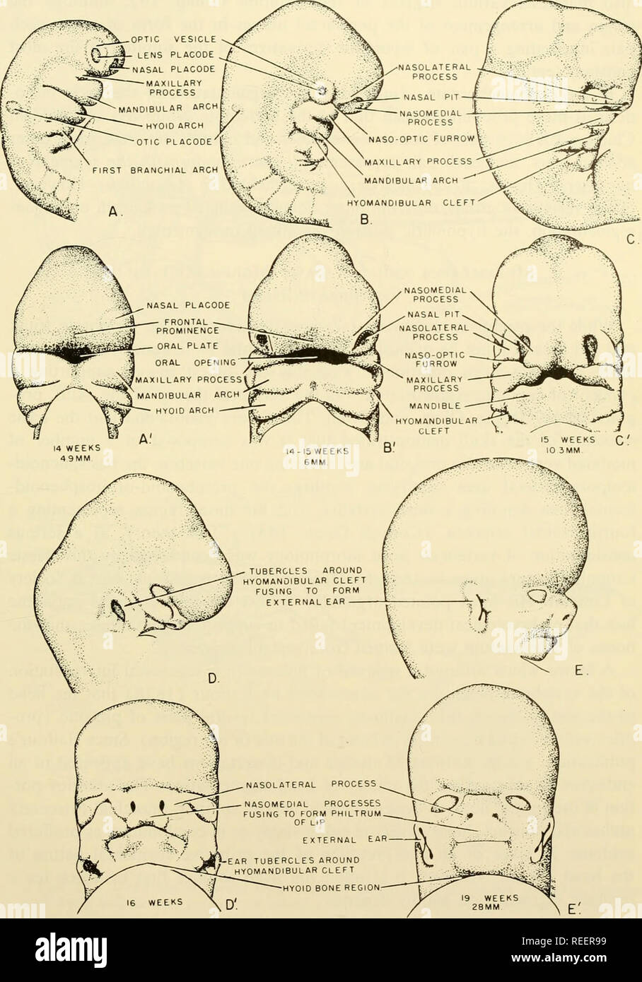 Karl Peter Stock Photos Karl Peter Stock Images Page 2 Alamy