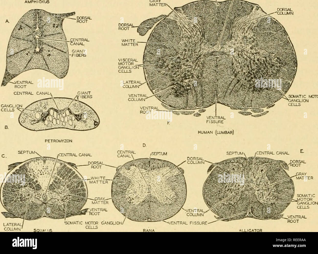 . Comparative anatomy. Anatomy, Comparative. 514 COMPARATIVE ANATOMY In ...