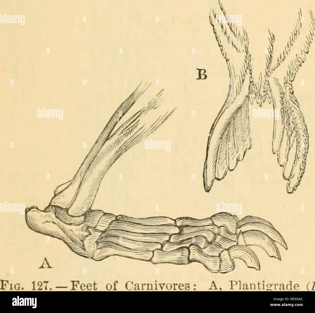 Proarticulates . Comparative zoology, structural and systematic. For use in schools ...