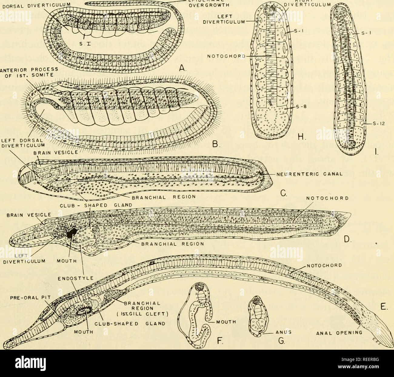 . Comparative embryology of the vertebrates; with 2057 drawings and photos. grouped as 380 illus. Vertebrates -- Embryology; Comparative embryology. TUBULATION OF ORGAN-FORMING AREAS IN AMPHIOXUS 503 5. TUBULATION OF THE MESODERM Tubulation of the mesoderm and the formation of a continuous antero- posterior coelom in Amphioxus differs considerably from that found in the subphylum Vertebrata. This fact becomes evident in tracing the history of the mesoderm from the time of its segregation from the entoderm of the late DORSAL DIV E R TIC UlA)M^«B=ffl^ffl-H''l°W°M--l-r|-|-'i;. Fig. 249. Various s Stock Photo
