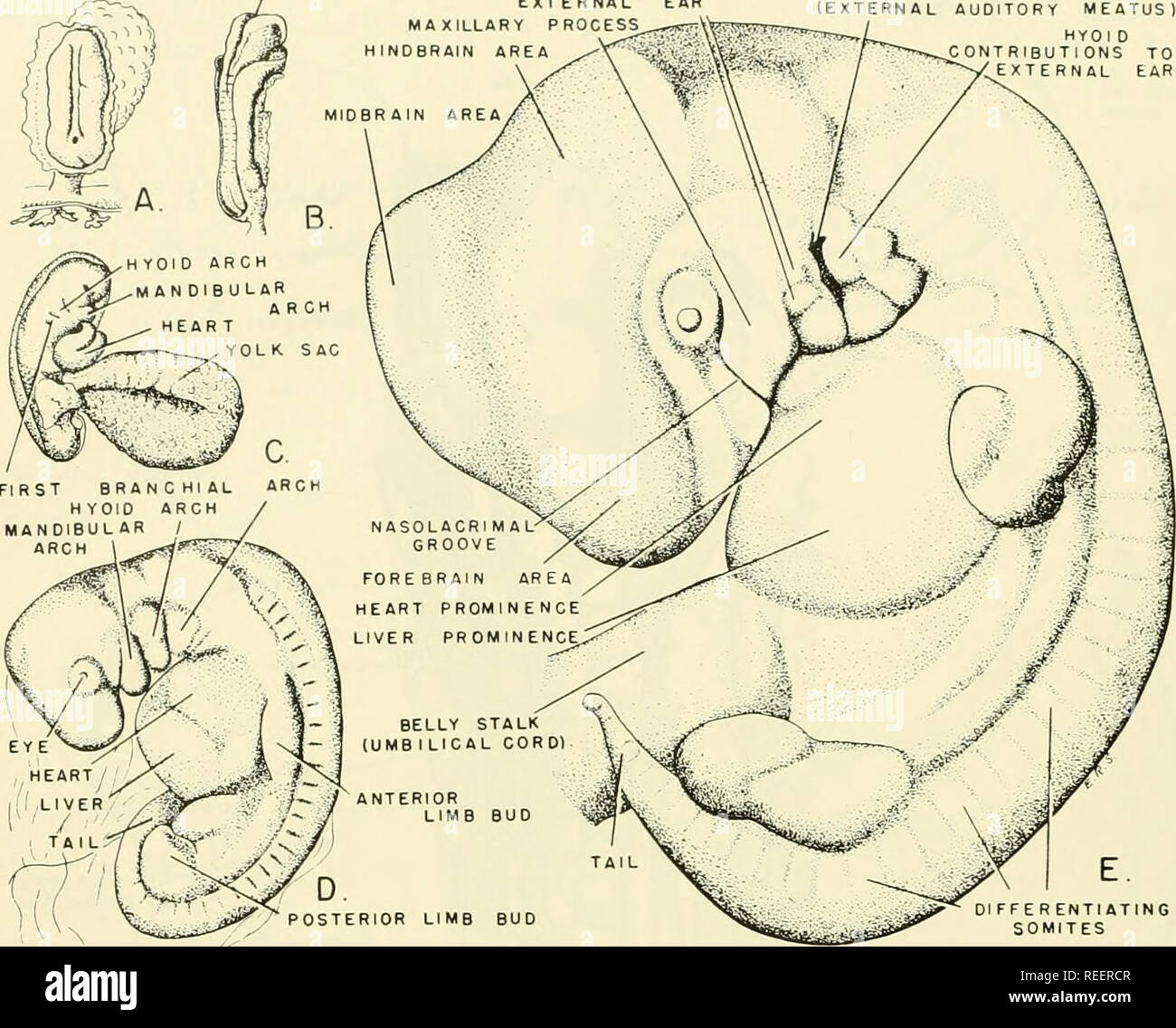 . Comparative embryology of the vertebrates; with 2057 drawings and photos. grouped as 380 illus. Vertebrates -- Embryology; Comparative embryology. 500 DEVELOPMENT OF PRIMITIVE BODY FORM ANTERIOR NEUROPORE MANDIBULAR CONTRIBUTION TO FIRST BRANCHIAL GROOVE ^&quot;â ''E*&quot;^*'- EAR (EXTERNAL AUDITORY MEATUS) HYOI D TRIBUTIONS TO EXTERNAL EAR. DIFFE RENTI ATING SOMITES Fig. 246. Development of body form in human embryo. (C from Keibel and Mall: Manual of Human Embryology, Vol. I, 1910. Philadelphia and London, Lippincott. A, B, D, and E from Keibel and Elze: Normentafel zur Entwicklungsgeschk Stock Photo
