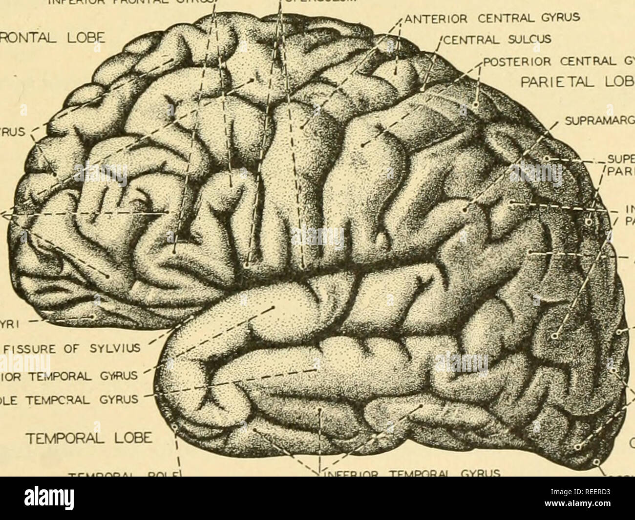 Comparative anatomy. Anatomy, Comparative. ANGULAR GYRUS  C-PARIETO-OCCIPITAL FISSURE OCCIPITAL POut' L0NGITUD1NAL FISSURE Fig.  418.—The human brain in dorsal aspect. (Redrawn after Sobotta.) In  reptiles, the striatum becomes so greatly enlarged as