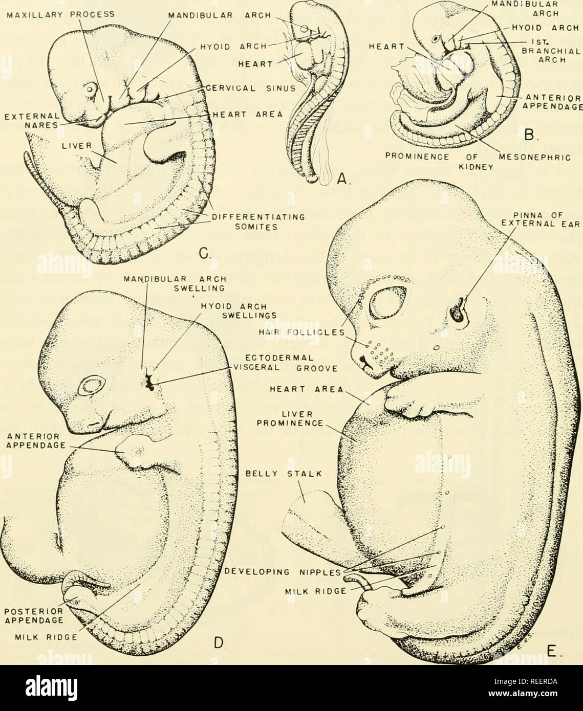 . Comparative embryology of the vertebrates; with 2057 drawings and photos. grouped as 380 illus. Vertebrates -- Embryology; Comparative embryology. 498 DEVELOPMENT OF PRIMITIVE BODY FORM MAXILLARY PROCESS. Fig. 244. Development of body form in the pig embryo. (A and B from Keibel: Normentafel zur Entwicklungsgeschichte des Schweines (Sus scrofa domesticus). 1897. Jena, G. Fischer. C, D, and E slightly modified from Keibel, previous reference, and from Minot: A Laboratory Text-book of Embryology. 1903. Philadelphia, P. Blakiston's Son &amp; Co.) (A) About 4 to 5 mm. (B) About 6 mm. (C) Ten mm. Stock Photo