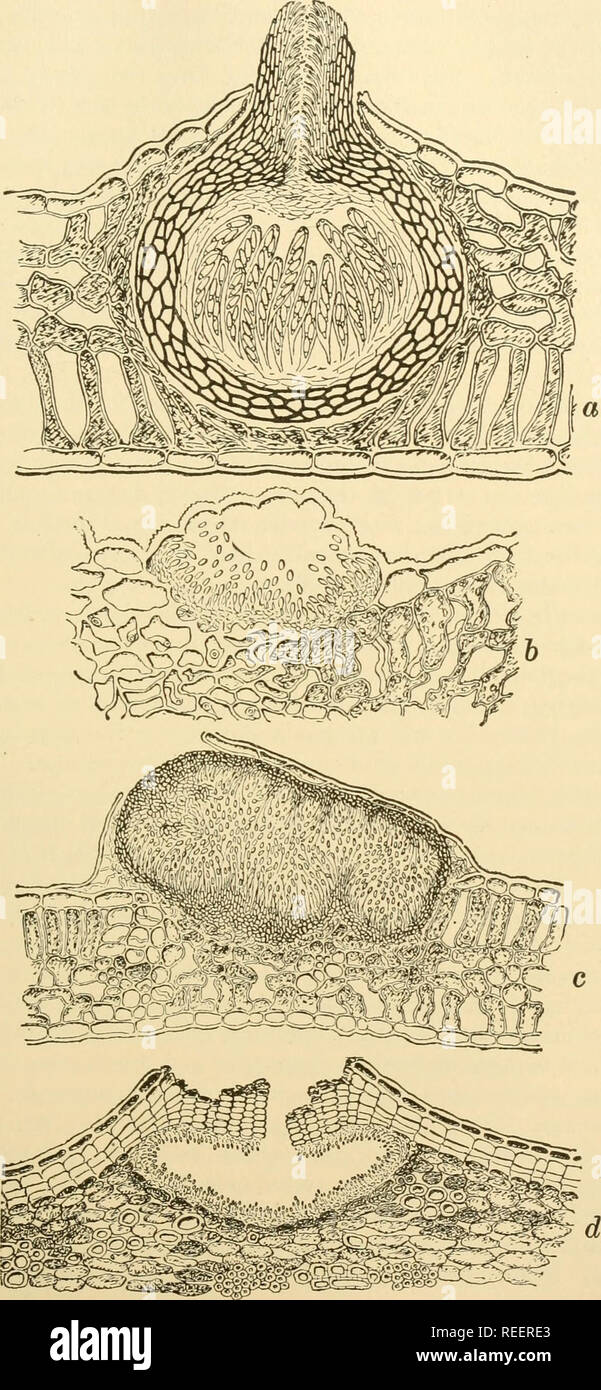 . Comparative morphology of Fungi. Fungi. SPHAERIALES 275. Fig. 183.—Gnomonia veneta. a, Perithecium. Secondary spore forms. Glocosporium nervisequum, b, on living leaves. Sporonema Platani, c, on rotting leaves. Discula platani, d, in bark under the lenticels. (a X 250; b X 260; c X 160; d X 85; after Klebahn, 1905.),. Please note that these images are extracted from scanned page images that may have been digitally enhanced for readability - coloration and appearance of these illustrations may not perfectly resemble the original work.. Gäumann, Ernst Albert, 1893-1963; Dodge, Carroll William, Stock Photo